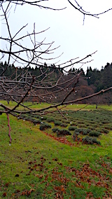 20151211ラベンダー畑の様子2