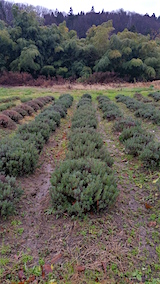 20151211ラベンダーナナ成沢うね間の様子
