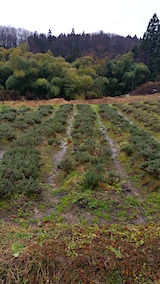 20151211ラベンダーおかむらさきうね間の様子2