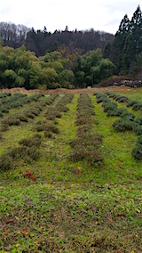 20151211早咲きラベンダーうね間の様子
