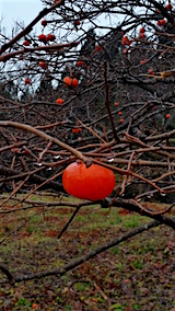 20151211柿の実
