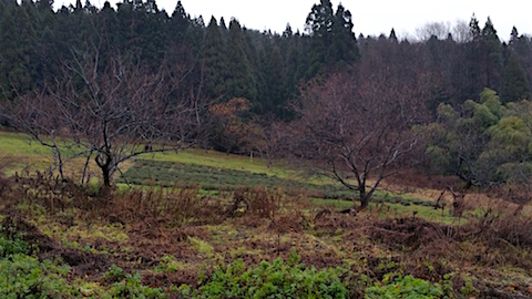 20151211ラベンダー畑の様子2