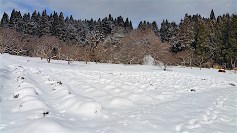 20160116٥Ȫͻ1