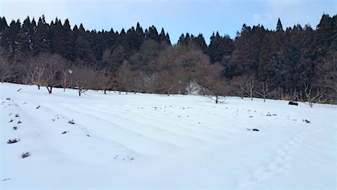 20160125٥Ȫ1