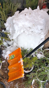 20160225ラベンダーの挿し穂に雪やり