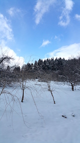 20160225八重紅枝垂れ桜のある斜面の様子