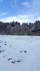 20160225ラベンダーの畑