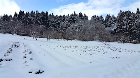 20160225ラベンダー畑の様子