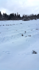 20160225ラベンダーの畑2