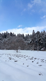 20160225ラベンダーの畑3