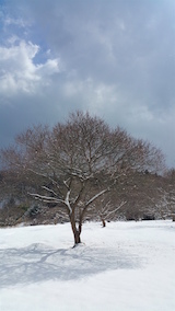 20160225山の様子花梅の木