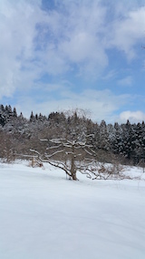 20160225山の様子柿の木2