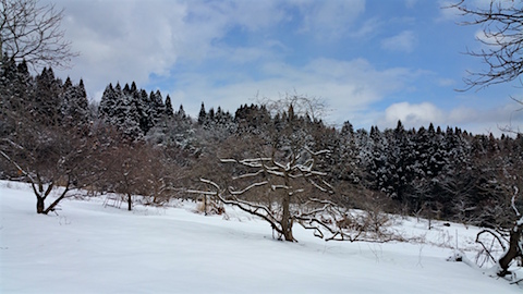 20160225山の様子柿の木1