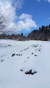 20160225ラベンダーの畑4