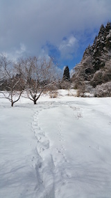 20160225山の様子足跡