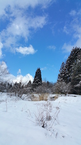 20160225山の様子クリスマスツリー候補