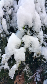 20160225山の様子杉の葉っぱ