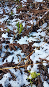 20160225山の様子スイセンとバッケの花芽