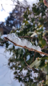 20160225山の様子枝のイモムシ型氷