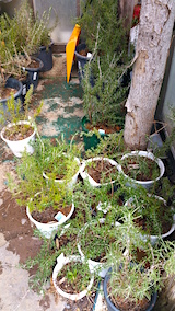 20160321ȭ�����ο���