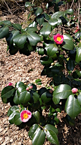 20160321�ĥХ��β�