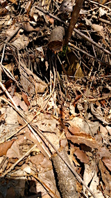 20160321�����Υĥ�����