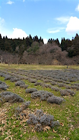 20160321��٥������Ȫ1