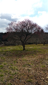 20160321�����ͻҲ��ߤ���1