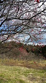 20160321�����ͻҲ��ߤβ�1