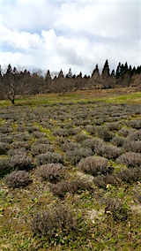 20160321��٥������Ȫ2