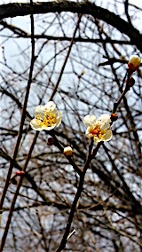 20160321�����ͻҲ��ߤβ�2