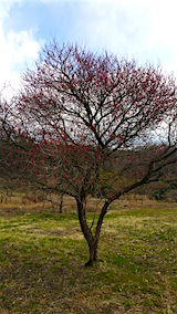 20160320�����ͻҲ��ߤ���2