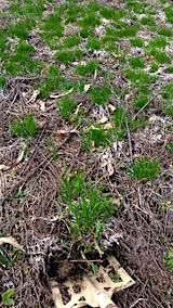 20160321�Ҥ��ä��μ���1