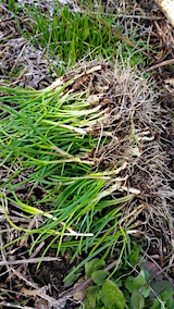 20160321�Ҥ��ä��μ���2