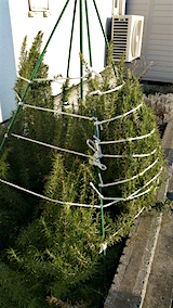 20160321�������ޥ꡼����Ϥ��򳰤�2