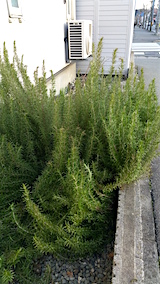 20160321�������ޥ꡼����Ϥ��򳰤�3