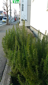 20160321�������ޥ꡼����Ϥ��򳰤�4