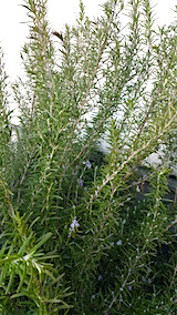 20160321�������ޥ꡼����Ϥ��򳰤�5