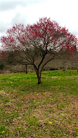 20160408ͻҲߤ2