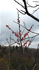 20160408ͻҲߤβ