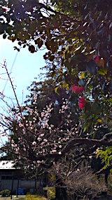 20160414ͻߤβ1