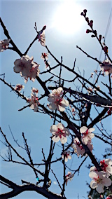 20160414ͻߤβ2