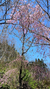 20160424山へ向かう途中の様子枝垂れ桜1