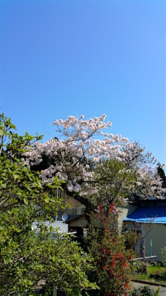 20160424山へ向かう途中の様子ソメイヨシノ