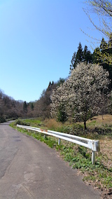 20160424山へ向かう途中の様子こぶしの花