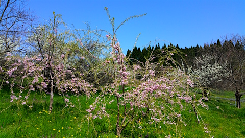 20160424八重紅枝垂れ桜のある斜面の様子1