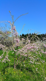 20160424八重紅枝垂れ桜のある斜面の様子2