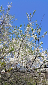 20160424山の様子スモモの木