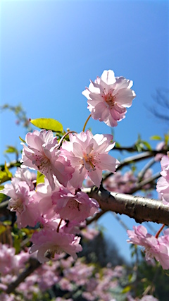 20160424八重紅枝垂れ桜の花