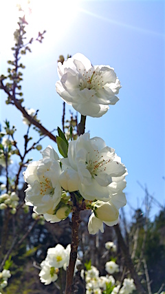 20160424山の様子スモモの花